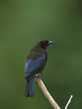 Bronzed Cowbird (Molothrus Aeneus) Perched on a Stick  Costa Rica