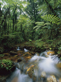 Creek Running Through Montane Rainforest  Bwindi Impenetrable Nat'l Park  Uganda