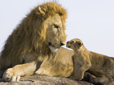 African Lion (Panthera Leo) Cub Approaching Adult Male  Vulnerable  Masai Mara Nat'l Reserve  Kenya