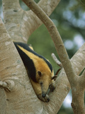 Southern Anteater (Tamandua Tetradactyla) in Tree  Pantanal  Brazil