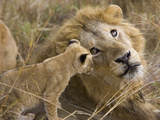 African Lion (Panthera Leo)Cub Playing with Adult Male  Vulnerable  Masai Mara Nat'l Reserve  Kenya