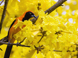 Troupial (Icterus Icterus) Perched in Flowering Tree  Cerrado Ecosystem  Brazil