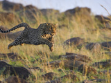 Leopard (Panthera Pardus) Running  Masai Mara  Kenya