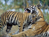 Bengal Tiger (Panthera TigrisTigris) Mother Grooming 6 Month Old Cub  Bandhavgarh Nat'l Park  India