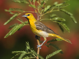 Bullock's Oriole (Icterus Bullockii) Juvenile Male  Santa Rita Mountains  Arizona