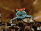 Granular Poison Dart Frog (Dendrobates Granuliferus) on Bird's Nest Fungus