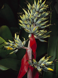 Bromeliad (Bromeliad Sp) Close-Up of Flower  Atlantic Forest  Brazil