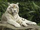 Tiger (Panthera Tigris)  White Morph  Captive Animal  Singapore