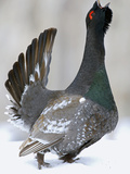 Capercaillie (Tetrao Urogallus) Male Displaying and Calling  Kamchatka  Russia