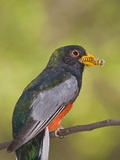Elegant Trogon (Trogon Elegans) Male with Caterpillar in it's Beak  Santa Rita Mountains  Arizona