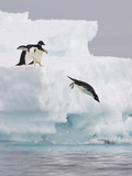Adelie Penguin (Pygoscelis Adeliae) Diving Off Iceberg into Icy Water  Paulet Island  Antarctica