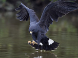 Great Black Hawk (Buteogallus Urubitinga) Hunting  Pantanal  Brazil