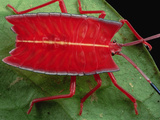 Red Stink Bug (Pycanum Rubeus) also known as a Shield Bug  Brunei  Borneo