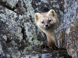 Sable (Martes Zibellina) Portrait  Kamchatka  Russia