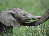 African Elephant (LoxodontaAfricana) Two Day Old and Mother  Ngorongoro Conservation Area  Tanzania