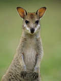 Agile Wallaby (Macropus Agilis) Juvenile  Bowling Green Bay Nat'l Park  Australia