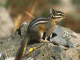 Lodgepole Chipmunk (Tamias Speciosus) Portrait on Rocks  Yellowstone Nat'l Park  Wyoming