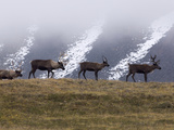Caribou (Rangifer Tarandus) Group on Hillside  Kamchatka  Russia