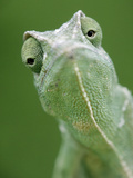 African Chameleon (Chamaeleo Africanus) Portrait  Africa