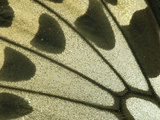 Detail of Birdwing Butterfly (Ornithoptera Croesus) Wing  Female  Papua New Guinea