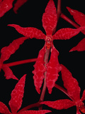 Beautiful Renanthera Orchid (Renanthera Bella) Endangered  Sabah  Borneo