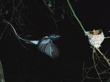 Madagascar Paradise Flycatcher (Terpsiphone Mutata) Male White Morph in Flight