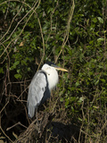 Cocoi Heron (Ardea Cocoi)  Cuiaba River  Pantanal  Brazil