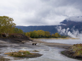 Brown Bear (Ursus Arctos) Pair in Taiga Habitat  Kamchatka  Russia