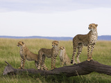 Cheetah (Acinonyx Jubatus) Mother and 6 Month Old Cubs  Masai Mara Nat'l Reserve  Kenya