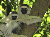 Verreaux's Sifaka (Propithecus Verreauxi) Mother with Infant  Berenty Private Reserve  Madagascar