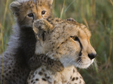 Cheetah (Acinonyx Jubatus) Eight Week Old Cub Playing with Mother  Maasai Mara Reserve  Kenya