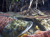 Sockeye Salmon (Oncorhynchus Nerka) Male with Partially Developed Beack  Kamchatka  Russia