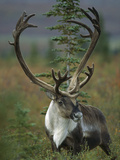 Caribou (Rangifer Tarandus) Bull with Velvet Covered Antlers  Denali Nat'l Park  Alaska
