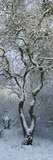 Bare  Snow-Covered Tree in Winter