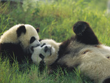 Giant Panda (Ailuropoda Melanoleuca) Endangered  Female and Cub Playing in the Grass