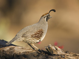 Gambel's Quail (Callipepla Gambelii) Male  Santa Rita Mountains  Arizona