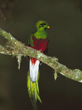 Resplendent Quetzal (Pharomachrus Mocinno) Female Perching in a Tree  Costa Rica