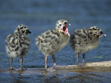 Mew Gull (Larus Canus) Three Chicks Standing on Submerged Log with One Calling  Anchorage  Alaska