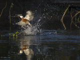 Ringed Kingfisher (Ceryle Torquata) Hunting  Pantanal  Brazil