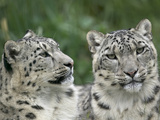Snow Leopard (Uncia Uncia) Pair Resting Together  Endangered  Native to Asia and Russia