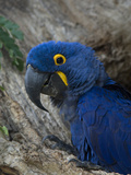 Hyacinth Macaw (Anodorhynchus Hyacinthinus) in Tree Cavity  Pantanal  Brazil