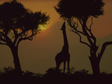 Masai Giraffe (Giraffa Camelopardalis Tippelskirchi) Stretching to Feed on Acacia Leaves  Africa
