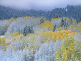 Aspen (Populus Tremuloides) and Spruce (Picea Sp)  Rocky Mountain Nat'l Park  Colorado