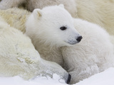 Polar Bear (Ursus Maritimus) Cubs on Top of their Mother  Wapusk Nat'l Park  Manitoba  Canada