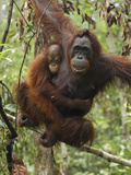 Orangutan (Pongo Pygmaeus) Female with Baby  Camp Leaky  Tanjung Puting Nat'l Park  Indonesia