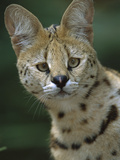 Serval (Felis Serval) Portrait  Native to Africa