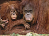 Orangutan (Pongo Pygmaeus) Mother and Baby  Endangered  Melbourne Zoo  Australia
