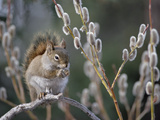 Red Squirrel (Tamiasciurus Hudsonicus) Feeding on Spring Pussy Willow  Alaska