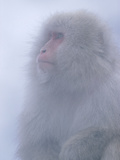 Japanese Macaque (Macaca Fuscata) Portrait  Joshinetsu Plateau Nat'l Park  Japan