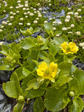 Buttercup (Ranunculus Godleyanus) Flowering Beside Upper Mungo River  New Zealand